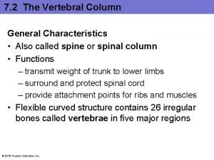 Rib vertebrae articulation