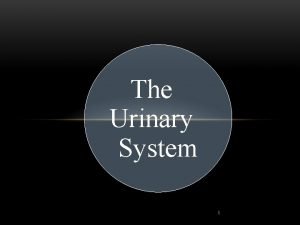 The Urinary System 1 Functions of the urinary