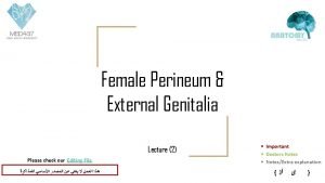 Female Perineum External Genitalia Lecture 2 Please check