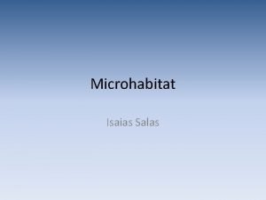 Microhabitat Isaias Salas MicrohabitatNext to building MicrohabitatIn open