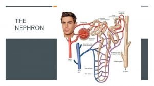 Nephron function