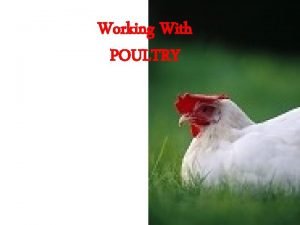 Poultry world