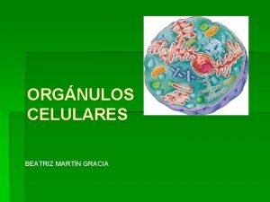 ORGNULOS CELULARES BEATRIZ MARTN GRACIA Clulas procariotas bacterias