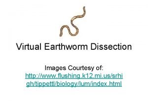 Dorsal side of worm