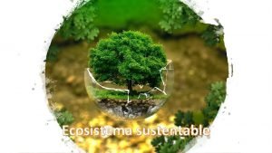 David latimer ecosistema