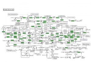 Purpose of pentose phosphate pathway