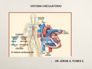 Csistema circulatorio