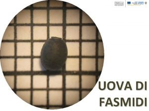 Uova fasmidi