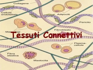 Tessuti Connettivi Cos il Connettivo Il tessuto connettivo