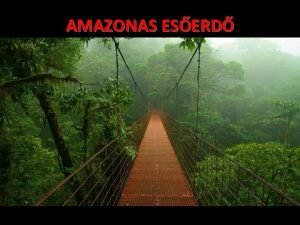 AMAZONAS ESERD Az Amazonas eserd nyirkos lomblevel erd
