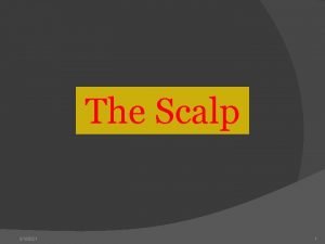 Layers of scalp