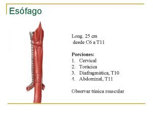 Musculos del esofago
