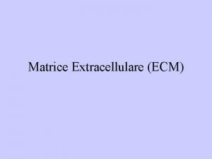 Matrice Extracellulare ECM Una parte sostanziale del volume