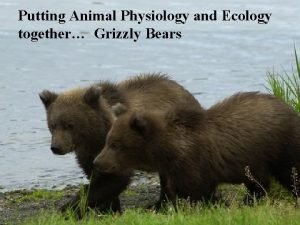 Grizzly bear digestive system