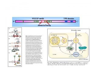 WXXXF motifs N TPR domains 1 Absent in
