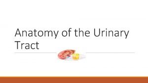 Anatomy of the Urinary Tract Urinary Tract Anatomy