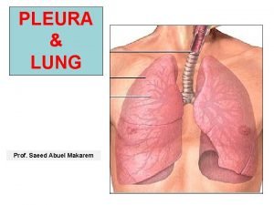 Lung lobe