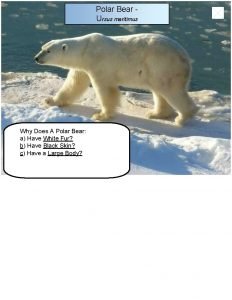 Polar Bear Ursus maritimus Why Does A Polar