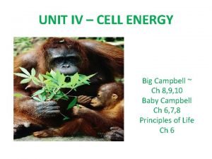UNIT IV CELL ENERGY Big Campbell Ch 8