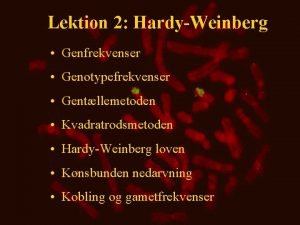 Lektion 2 HardyWeinberg Genfrekvenser Genotypefrekvenser Gentllemetoden Kvadratrodsmetoden HardyWeinberg