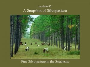 Silvopasture definition Silvopasture definition