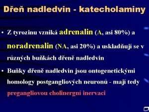 De nadledvin katecholaminy Z tyrozinu vznik adrenalin A