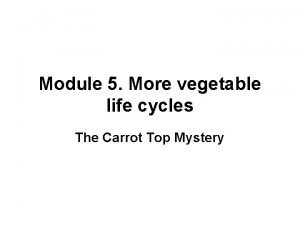Life cycle of carrots