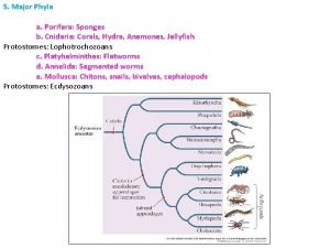 Major phyla Major phyla