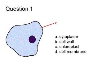What is cytoplasm