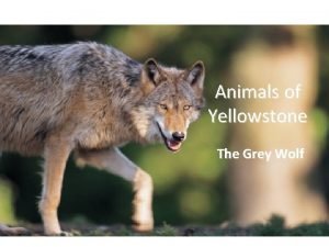 Wolf genus and species