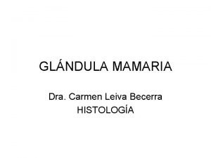 GLNDULA MAMARIA Dra Carmen Leiva Becerra HISTOLOGA Glndula