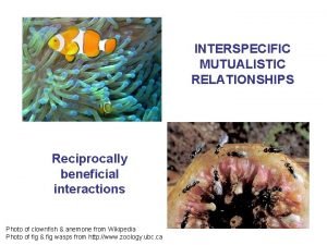 INTERSPECIFIC MUTUALISTIC RELATIONSHIPS Reciprocally beneficial interactions Photo of