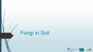 Fungi in Soil 2 Types of fungi Saprophytes