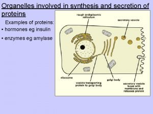 Proteins are synthesized in