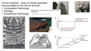 Animal Cognition study of mental capacities and processes