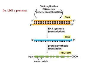De ADN a protena Los genes se expresan