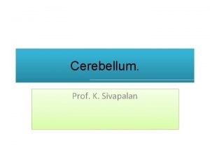 Cerebellum Prof K Sivapalan Cerebellum It has a