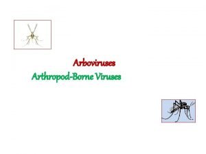 Arboviruses ArthropodBorne Viruses The term ARBO is an