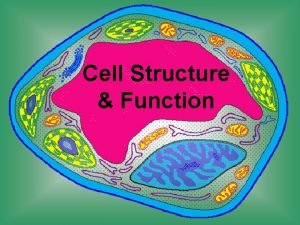 Cell Structure Function Cell Theory All living things