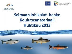 Saimaan lohikalat hanke Koulutusmateriaali Huhtikuu 2013 www jarvilohi