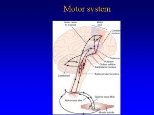 Motor system Motor Units Large Versus Small Text