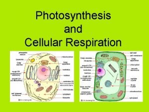 Photosynthesis and Cellular Respiration Photosynthesis Plants use energy