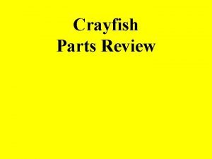 Crayfish Crayfish