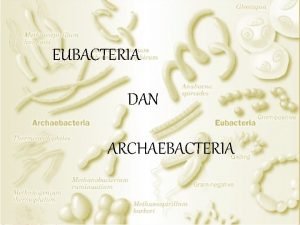 Reproduksi archaebacteria