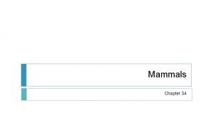 Mammals Chapter 34 What is a mammal Endothermic