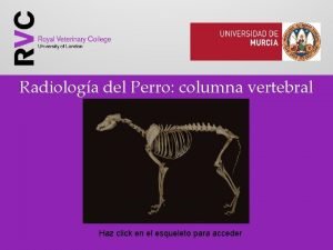 Radiologa del Perro columna vertebral Haz click en