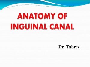 Inguinal canal