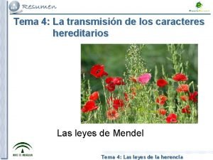 Tema 4 La transmisin de los caracteres hereditarios