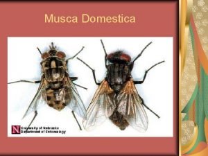 Morfologi lalat musca domestica