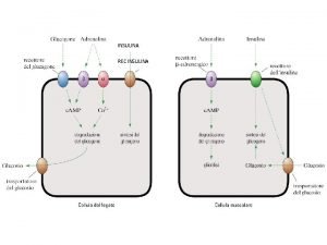 INSULINA RECERE REC INSULINA TTORE OR Lipidi Sono